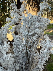 Feather Smoke - Preserved - Natural