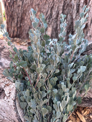 Templetonia - Preserved - Natural look Green (colours vary)