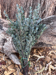 Templetonia - Preserved - Natural look Green (colours vary)