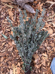 Templetonia - Preserved - Natural look Green (colours vary)