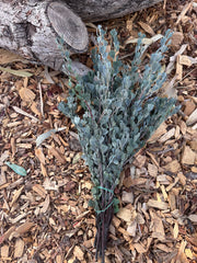 Templetonia - Preserved - Natural look Green (colours vary)