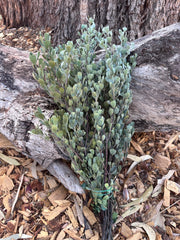 Templetonia - Preserved - Natural look Green (colours vary)