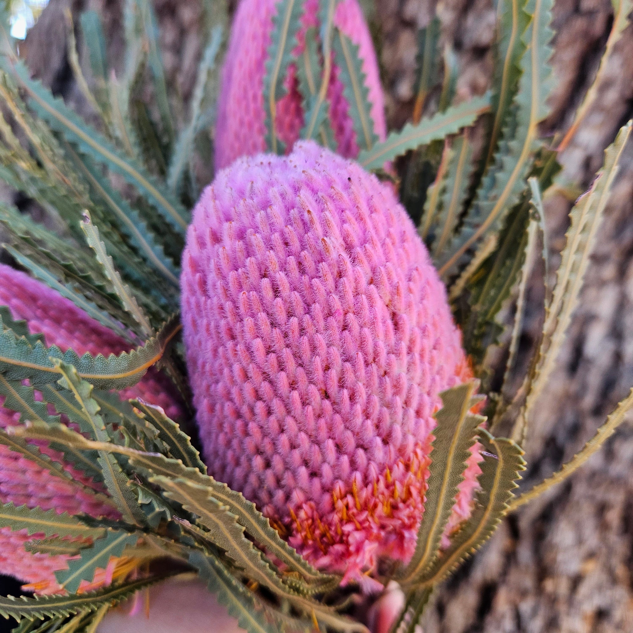 Banksia Hookeriana - Sweet Pink