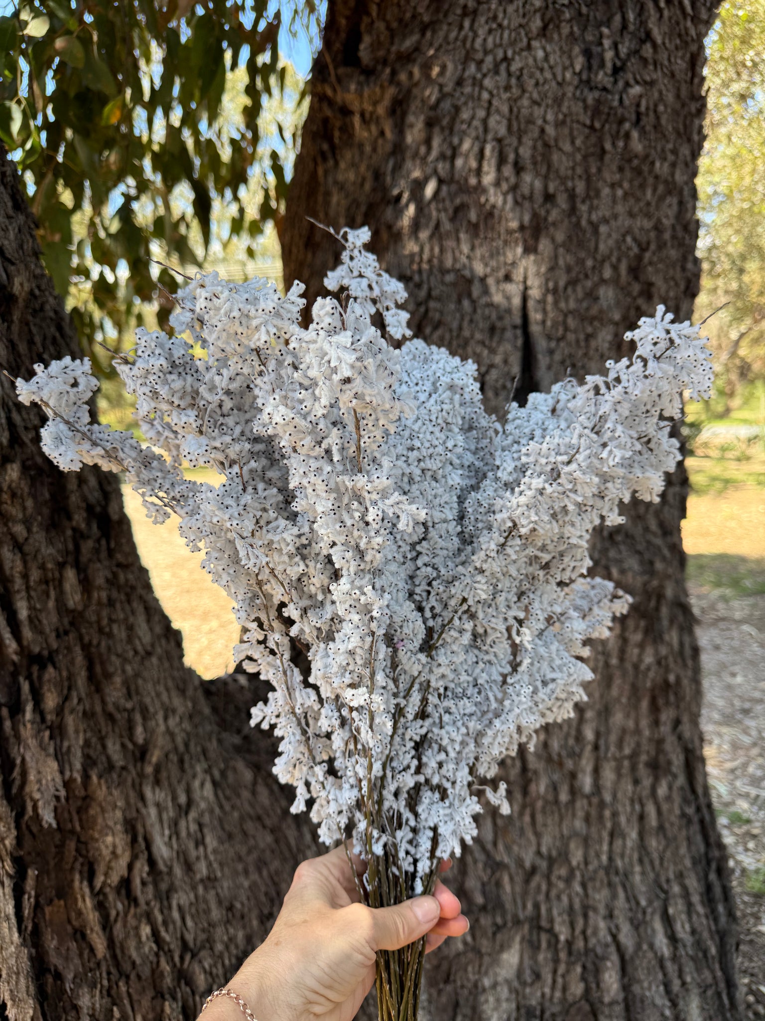 Feather Smoke - Preserved - Natural