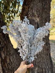 Feather Smoke - Preserved - Natural