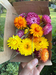 Everlastings/Straw Flowers - 20 heads - mixed colours