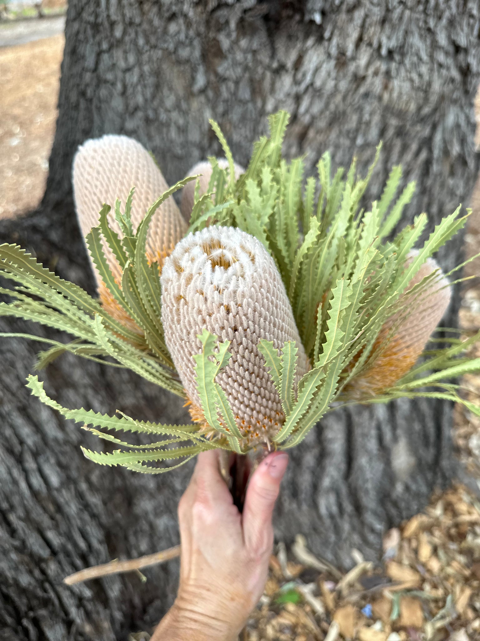 Banksia Hookeriana - Natural
