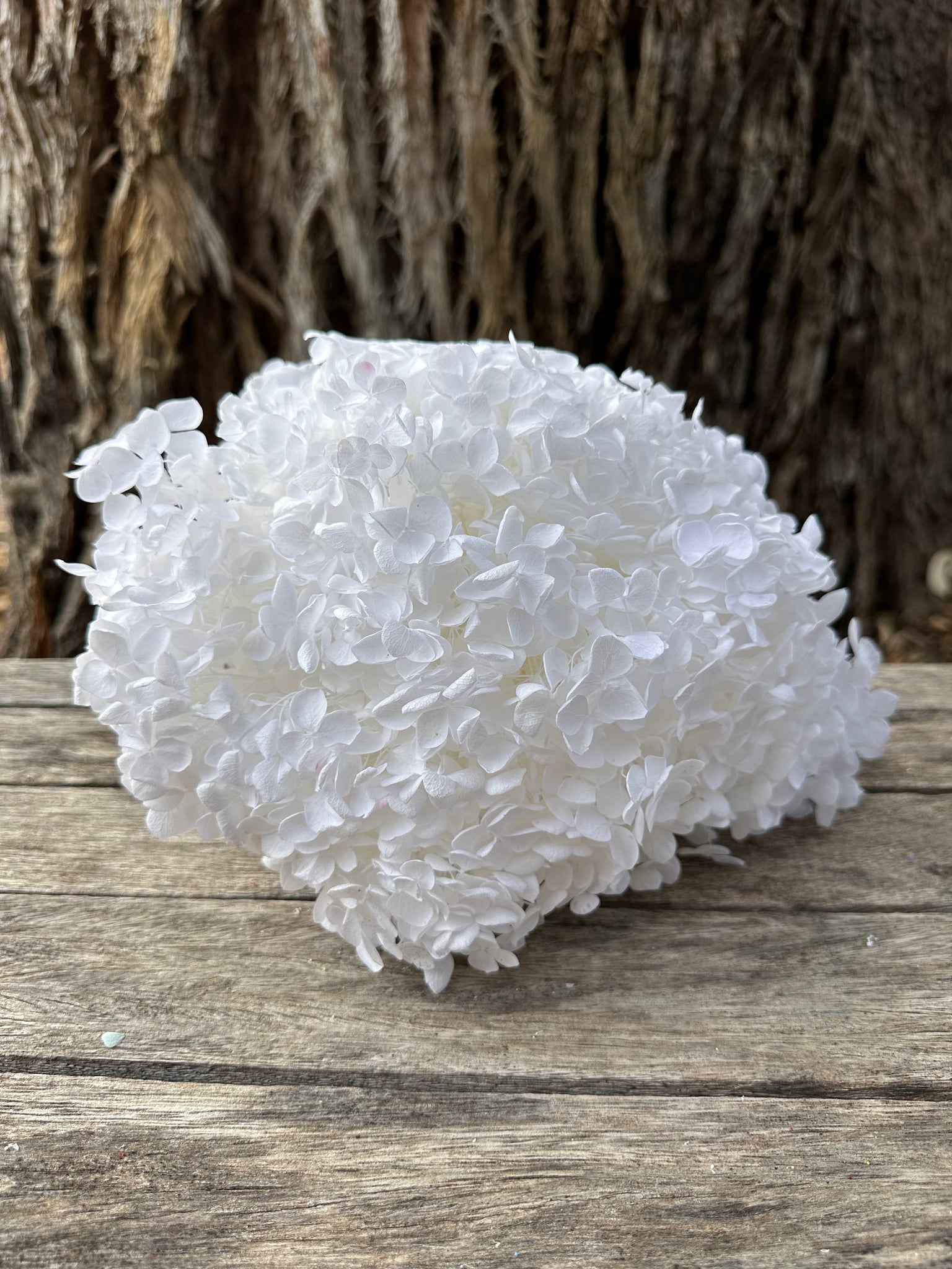 Hydrangea - White - Regular Leaf