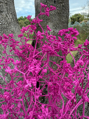 Sea Crest Wildflower - Hot pink