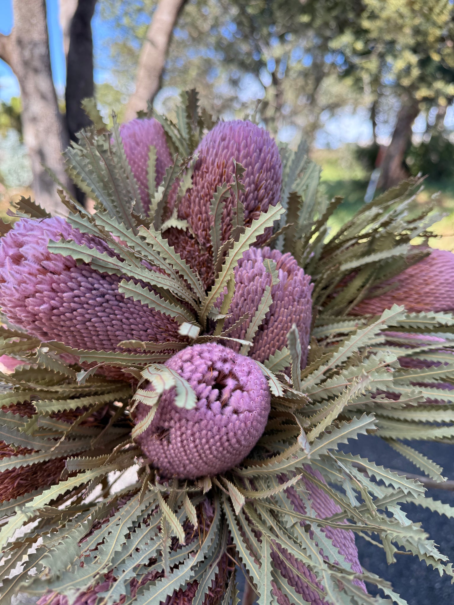 Banksia Hookeriana - Pink Blush - Perfectly imperfect!