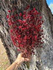 Stirlingia Flower - DRIED - Red