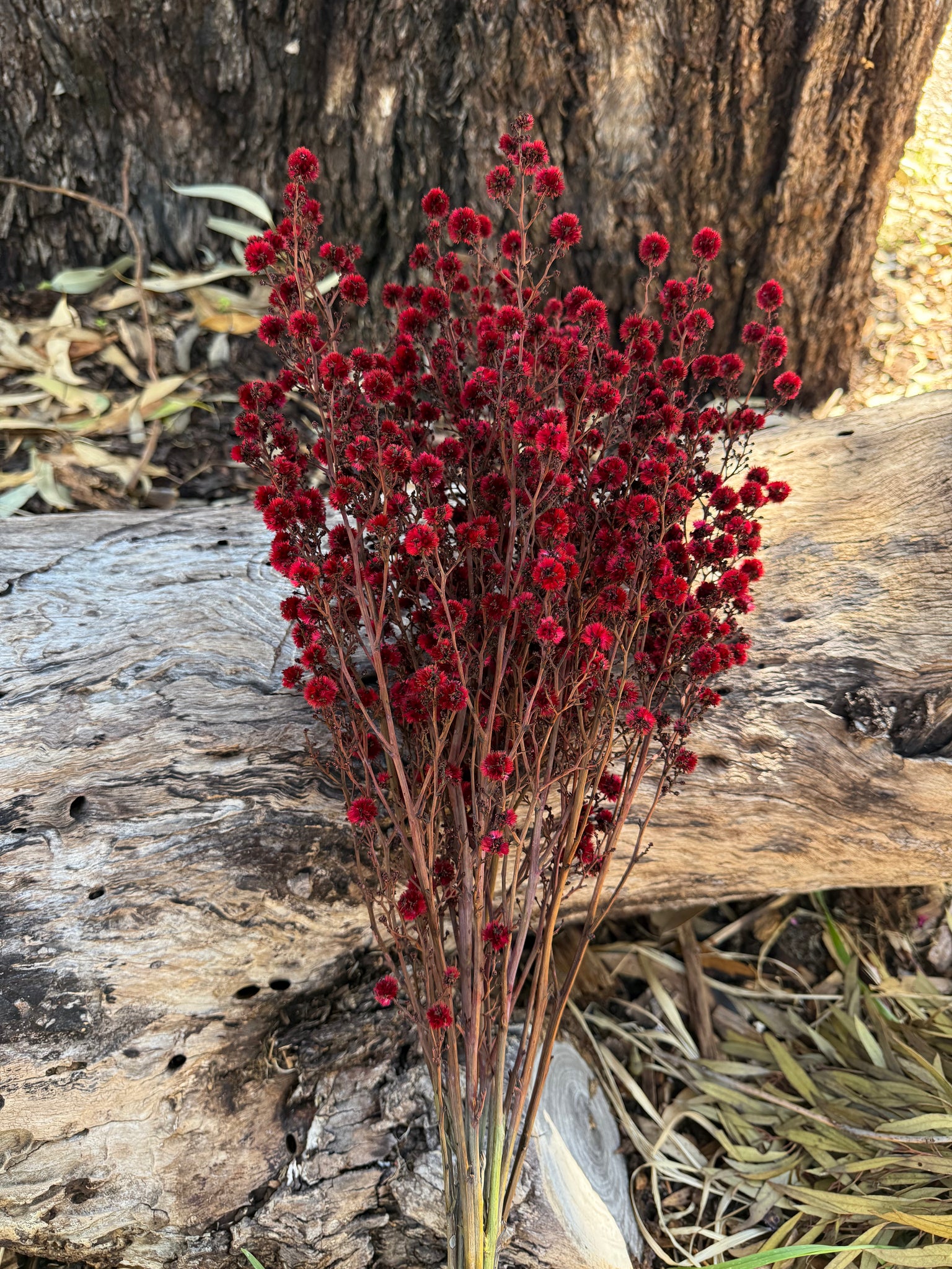 Stirlingia Flower - DRIED - Red