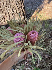 Banksia Hookeriana -  5 Button head - pink tones
