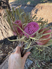 Banksia Hookeriana -  5 Button head - pink tones