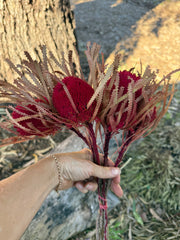 Banksia Hookeriana -  5 Button head - Red