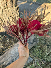 Banksia Hookeriana -  5 Button head - Red