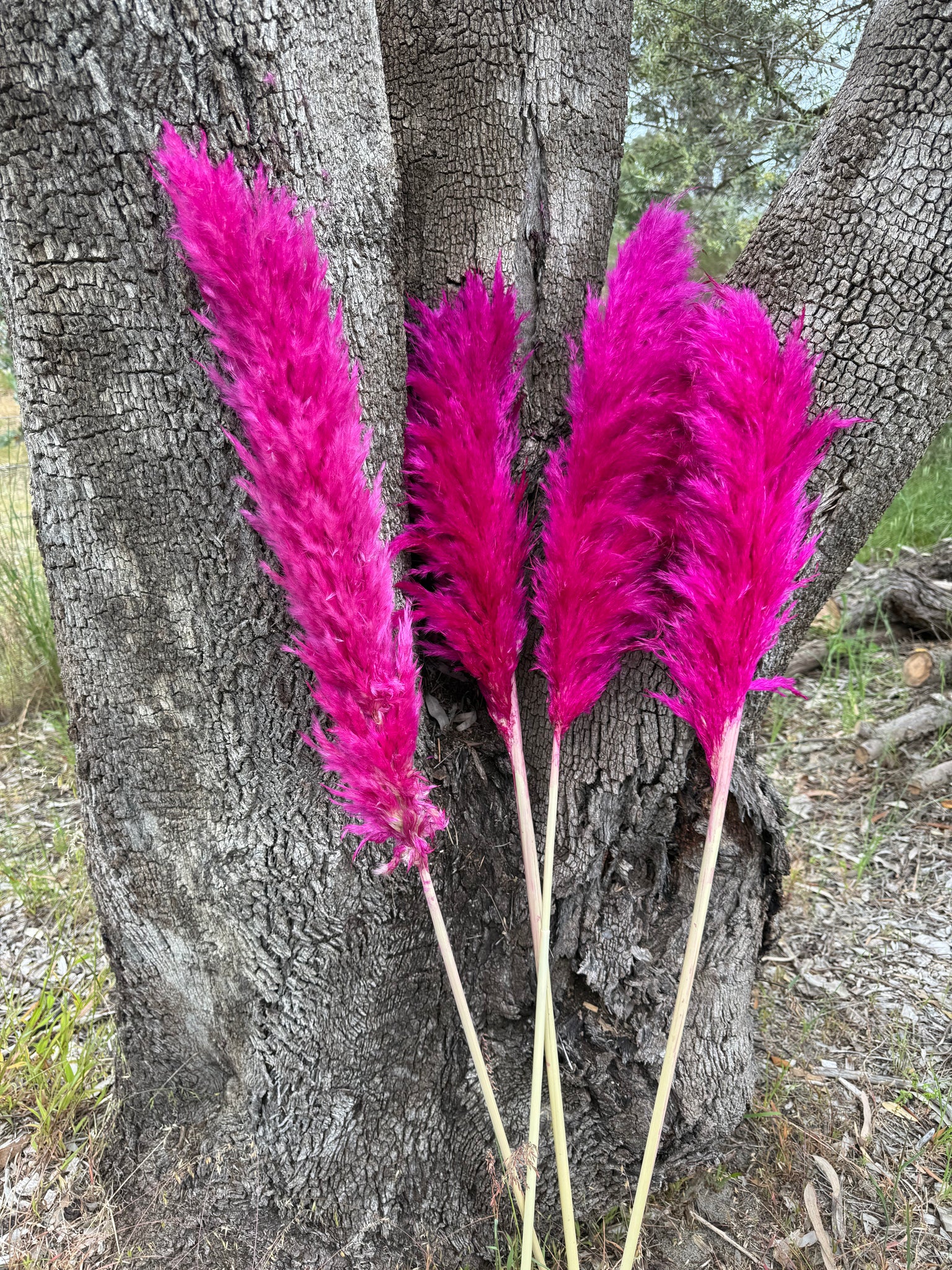 Pampas - Fluffy Heads- Pink Passion