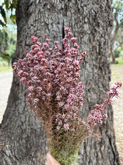 Tea Tree - Course - Soft Pink