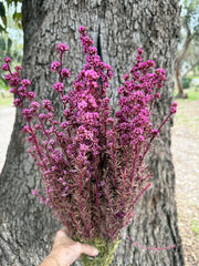 Tea Tree - Course - Sweet Pink tones