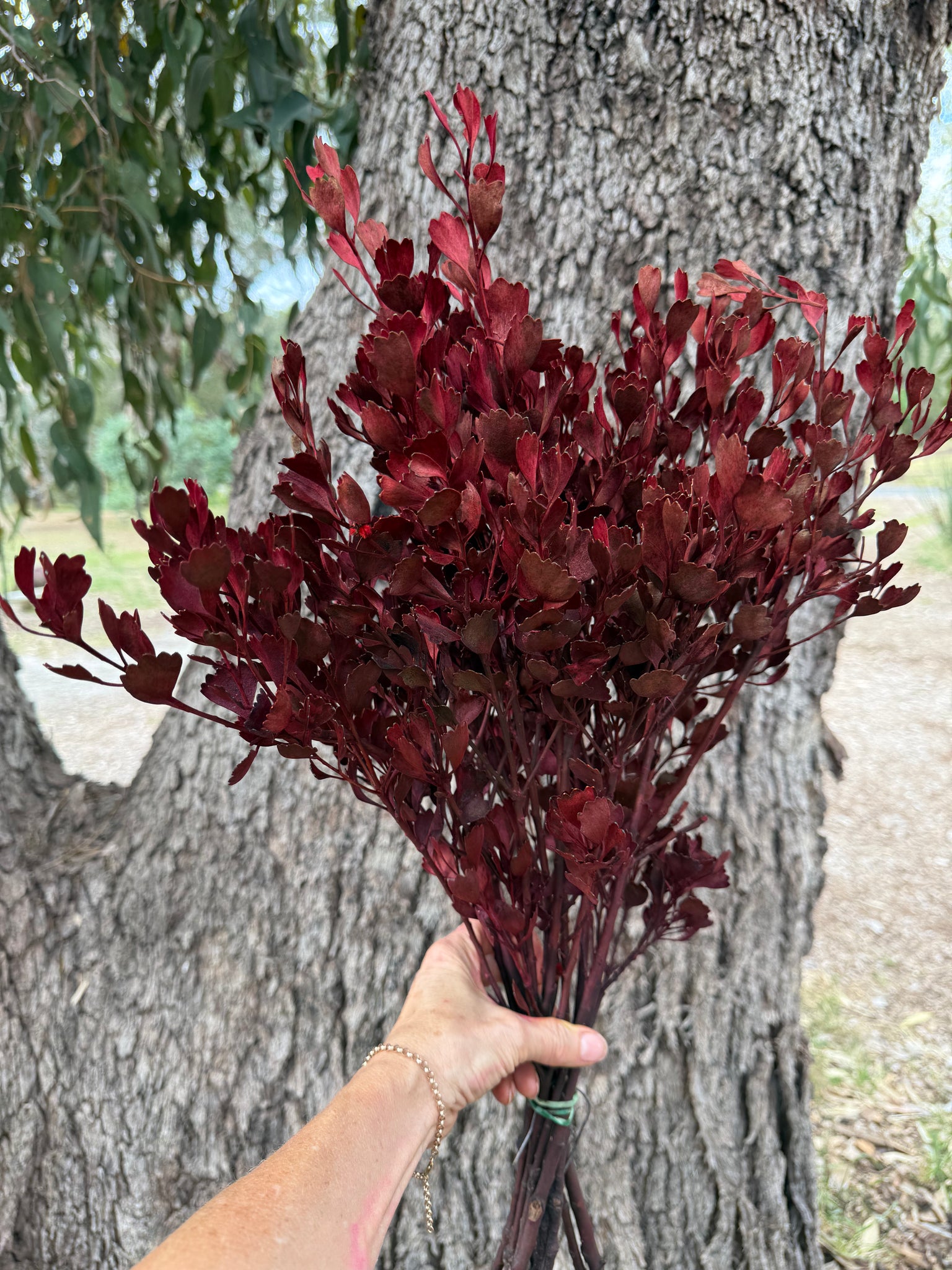 Templetonia - Preserved - Burnt Red