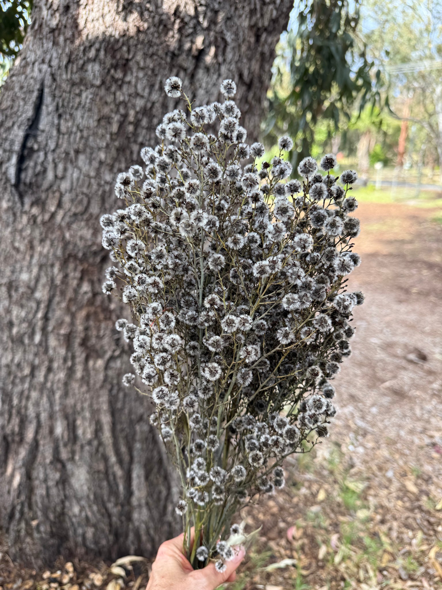 Stirlingia Flower - DRIED - Natural