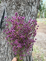 Stirlingia Flower - DRIED - Pretty Pink