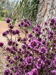 Stirlingia Flower - DRIED - Pretty Pink
