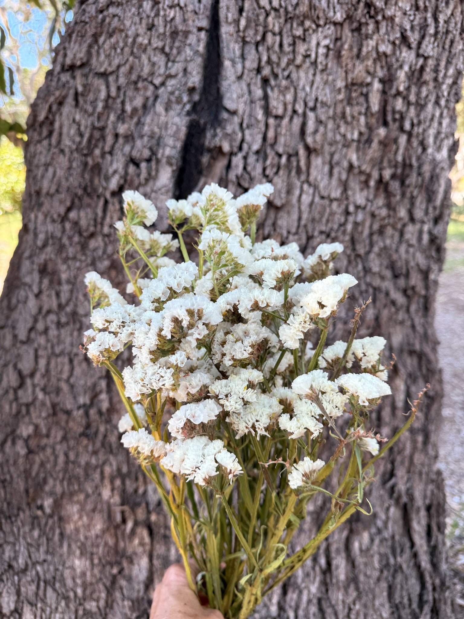 Statice - DRIED - White