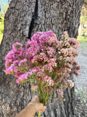 Statice - DRIED - Coral / Pink mix