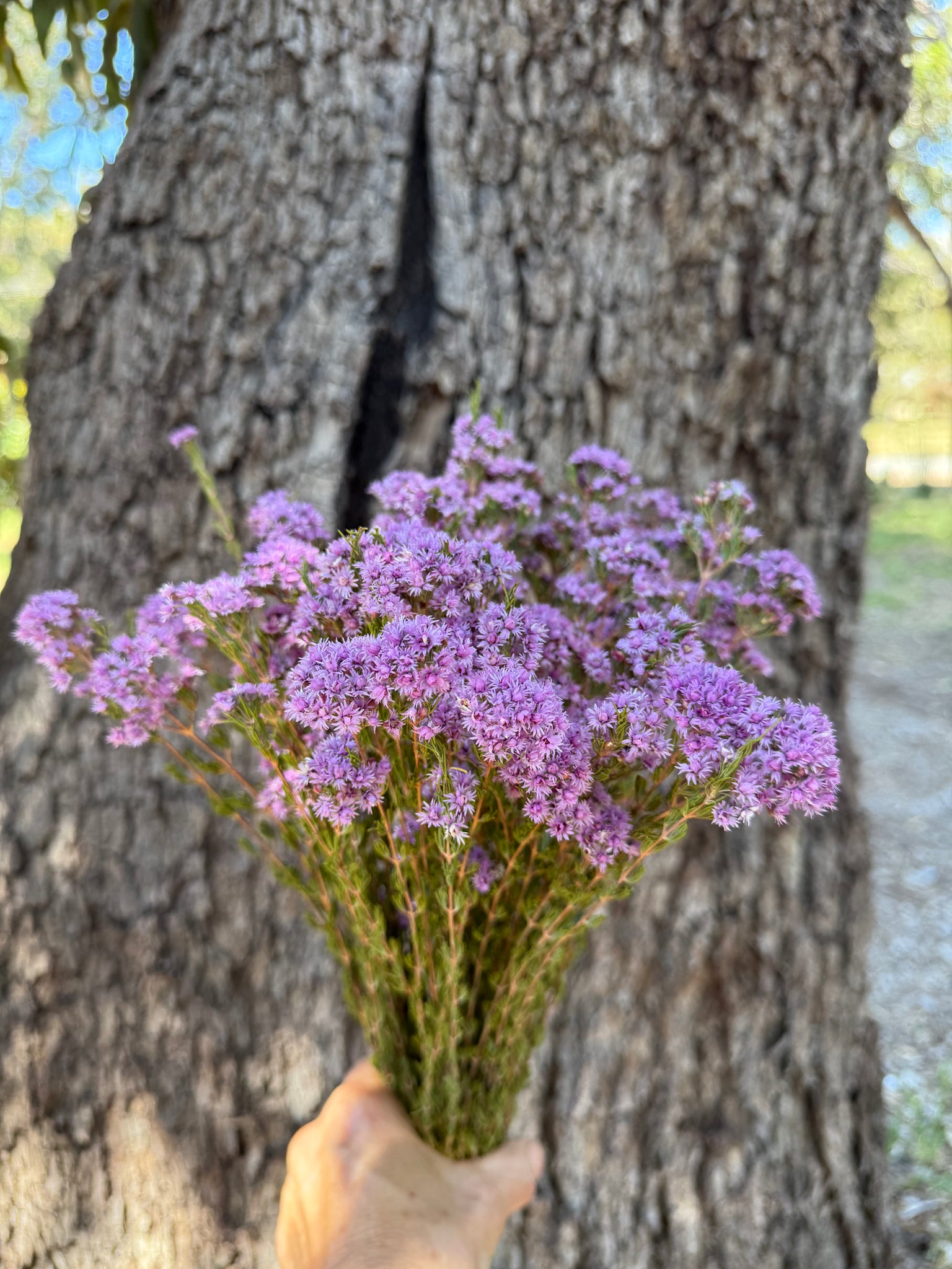 Verticordia Plumosa - DRIED- NATURAL