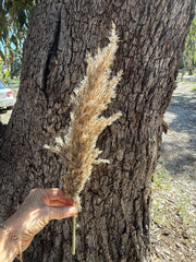 Reeds Fluffy - 5 stems various sizes - beige brown