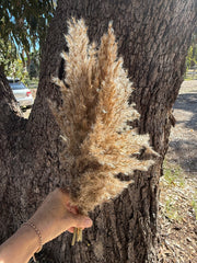 Reeds Fluffy - 5 stems various sizes - beige brown