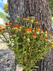 Carthumus - Orange Wildflower - Dried