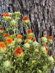 Carthumus - Orange Wildflower - Dried