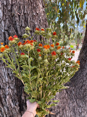 Carthumus - Orange Wildflower - Dried