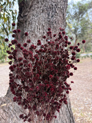 Stirlingia Flower - PRESERVED - Dusty Burgundy Red