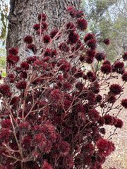 Stirlingia Flower - PRESERVED - Dusty Burgundy Red