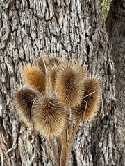 Teasels - Natural Beige