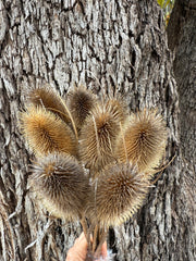 Teasels - Natural Beige