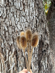 Teasels - Natural Beige