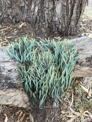 Gum - Mallee - Lightly Preserved - Green