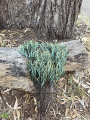 Gum - Mallee - Lightly Preserved - Green