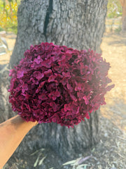 Hydrangea -  Deep Pink / Red Burgundy