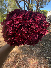 Hydrangea -  Deep Pink / Red Burgundy