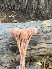 Billy Buttons  - Terracotta Blush Orange