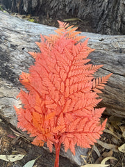 Fern - Leather Fern - Coral Orange