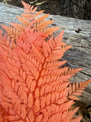 Fern - Leather Fern - Coral Orange