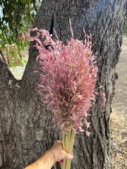 Wild Oats - Sweet Pink - DRIED