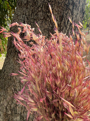 Wild Oats - Sweet Pink - DRIED