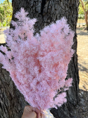 Ming Fern - Pink Blush